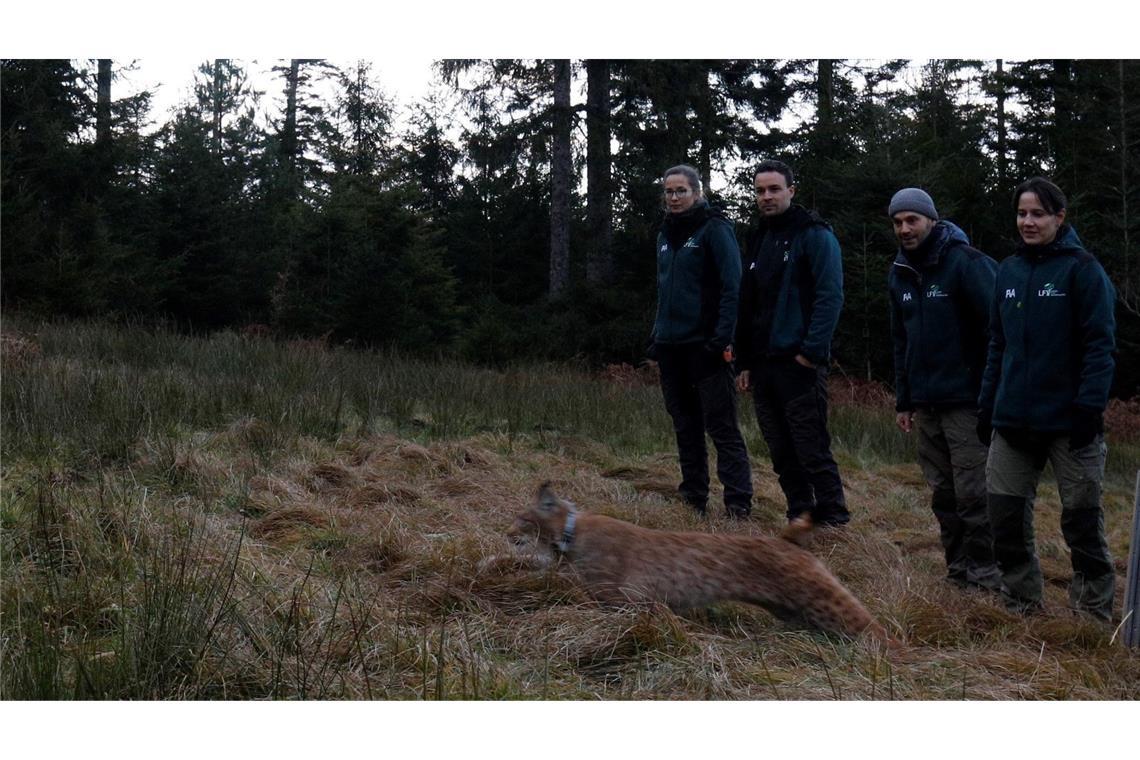 Mit Verena wurde ein zweites Luchs-Weibchen in Baden-Württemberg ausgewildert.