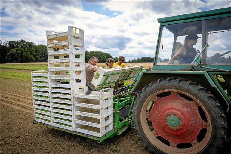 Mitarbeiter der Gärtnerei Florian Keimer säen Setzlinge von Salat, Endivie und Brokkoli mit dem Traktor aus. Foto: Alexander Becher 