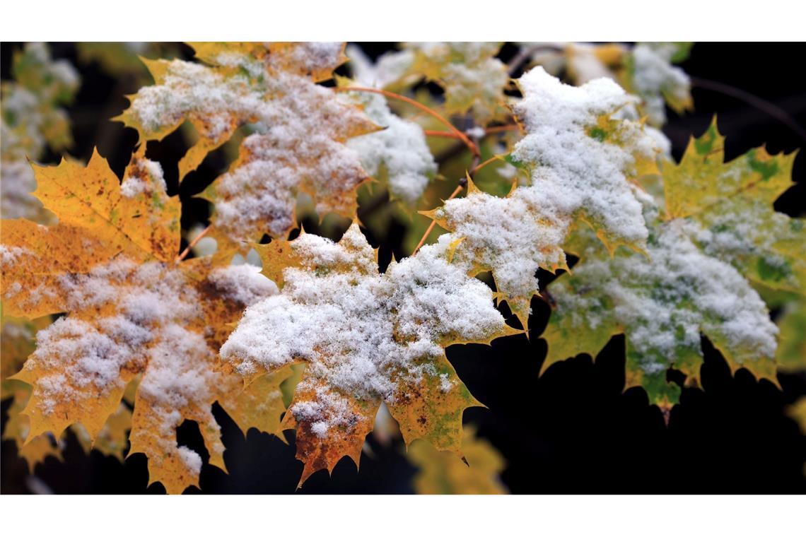 Mitten im Herbst kündigt sich schon der Winter an. Herbstlich gefärbte Blätter in einem Garten im Voralpenland in Bayern sind mit Schnee bedeckt.