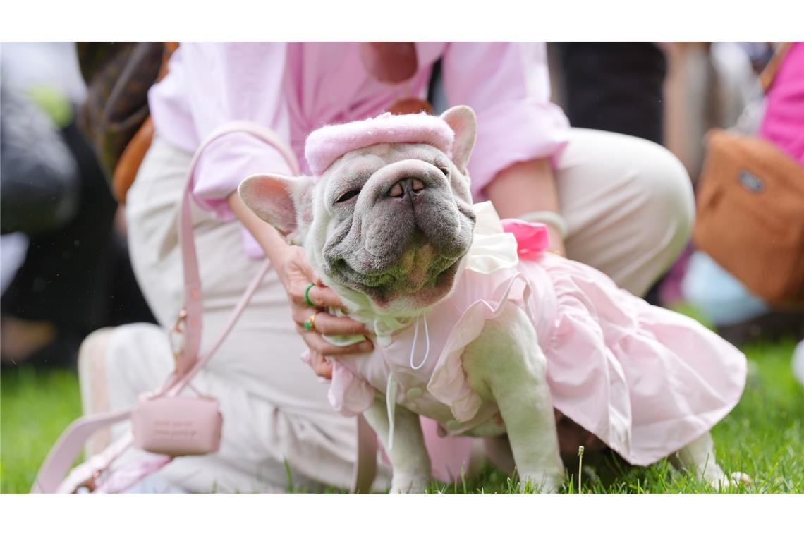 Modisch unterwegs: Die französische Bulldogge Charlotte holt bei der Greenwich Dog Show den zweiten Platz im Rennen um den Titel "Best Dressed Pooch".