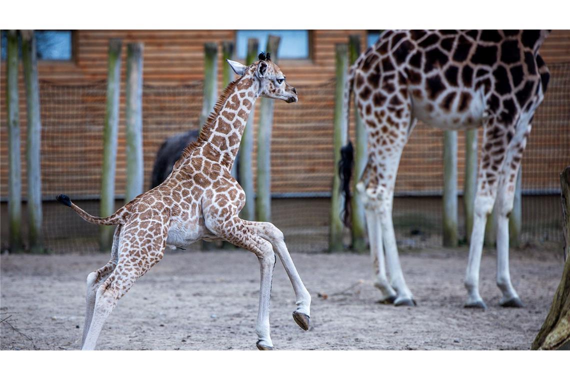 Giraffen-Baby erstmals draußen im Schweriner Zoo zu sehen