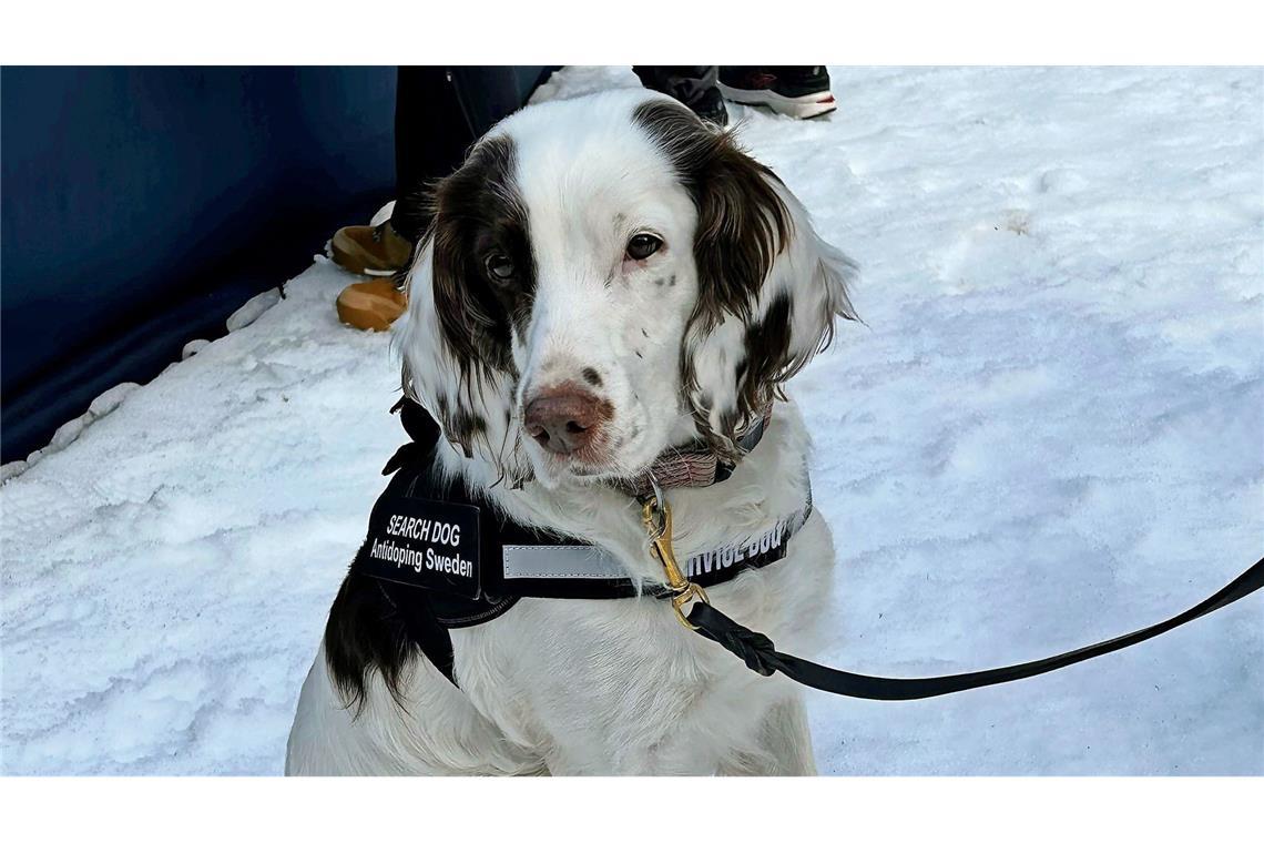 Molly ist eine Springer-Spaniel-Hündin aus Schweden.