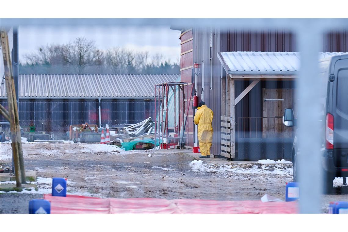 Nach dem Ausbruch der Maul- und Klauenseuche wurden rund 170 Schweine vorsorglich getötet. Der Tierbestand lag in der Nähe des infizierten Wasserbüffel-Herde.