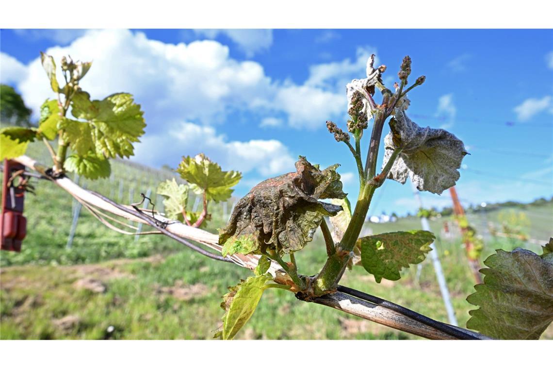 Nach Frostnächten fürchten Winzer und Obstbauern Ernteausfälle.