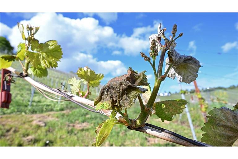 Nach Frostnächten fürchten Winzer und Obstbauern Ernteausfälle.