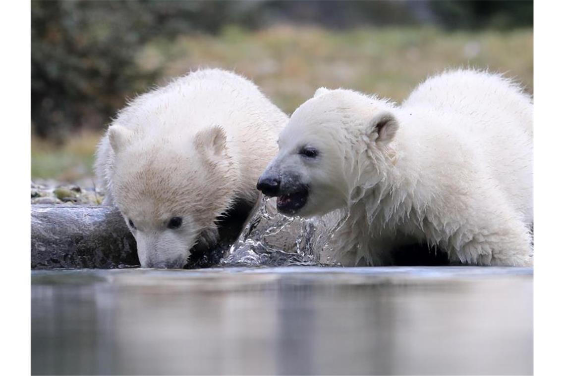 Rostocker Eisbär-Zwillinge heißen Kaja und Skadi Nach ihrer Taufe zeigen sich die im November geborenen Eisbär-Zwillinge Kaja und Skadi zum ersten Mal den Zoobesuchern. Foto: Bernd Wüstneck/dpa-Zentralbild/dpa