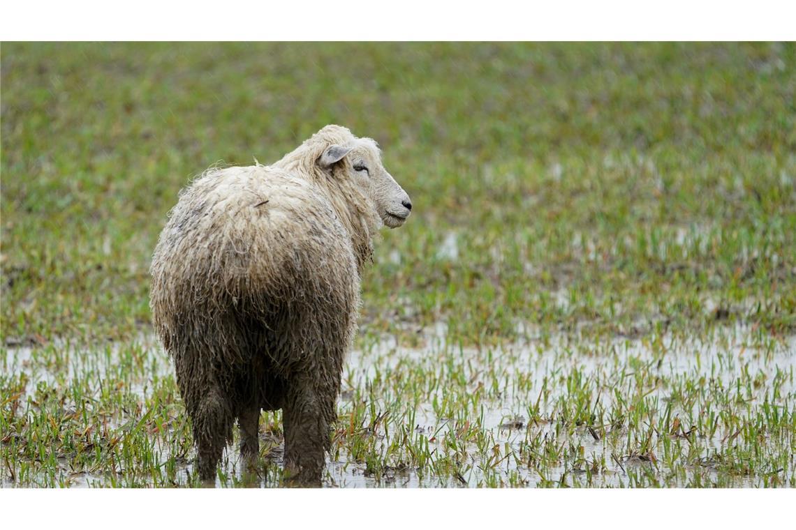 Nach starken Regenfällen in Großbritannien steht ein Schaf in einem überschwemmten Feld bei Kent im Südosten des Landes.