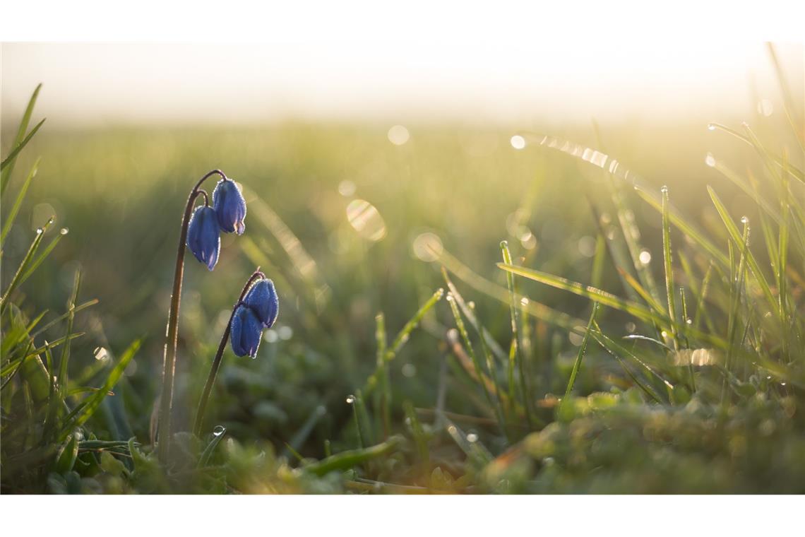 Nach vielen grauen Tagen kehrt die Farbe in Brandenburg zurück: Eine Blume mit blauen Blütenblättern steht im nassen Gras auf einer Wiese.