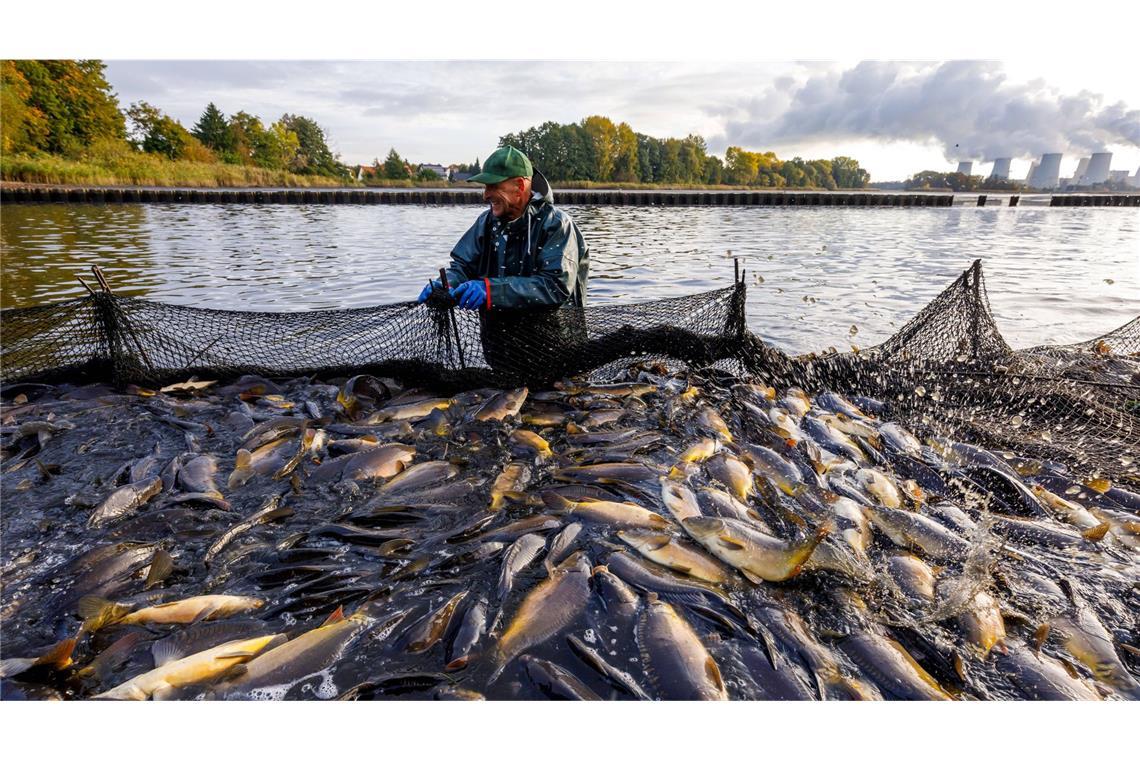 Nach zwei Jahren mit sinkenden Mengen hat die deutsche Fischerei 2023 wieder mehr Fisch an Land gebracht. (Symbolbild)