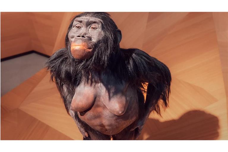 Nachbildung des Australopithecus-afarensis-Weibchens Lucy im Neanderthal-Museum im nordrhein-westfälischen Mettmann.