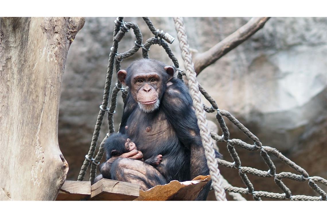 Nachwuchs im Leipziger Zoo: Schimpansenweibchen Changa hält ihr Jungtier auf dem Arm, das in der Nacht von Montag auf Dienstag das Licht der Welt erblickt hat.