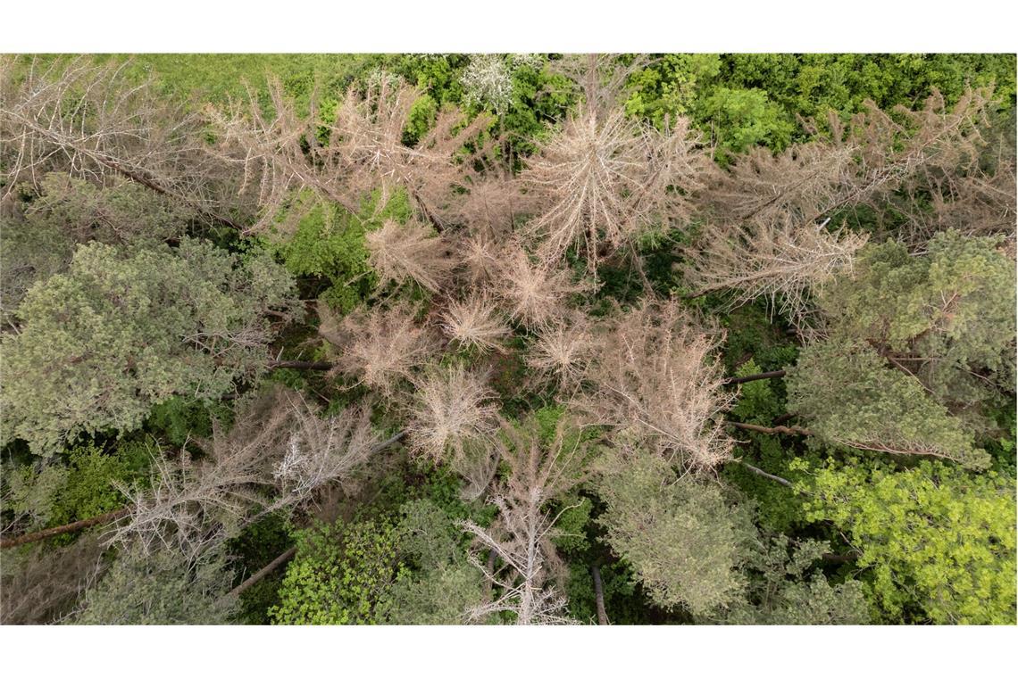 Nadel- und Laubbäume stehen in einem Waldstück bei Rottweil. Die Bäume in Deutschland leiden unter den Folgen der Klimakrise. Dürre und hohe Temperaturen, aber auch der Befall mit Parasiten setzen den Wäldern zu.