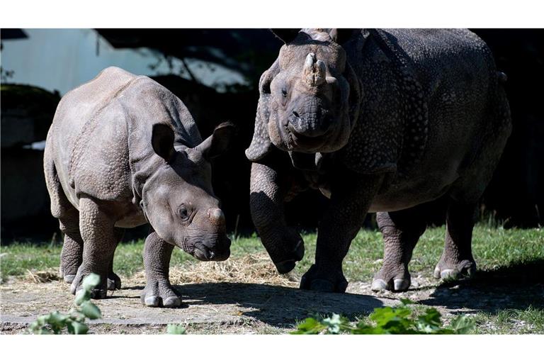 Nashorn-Mama Rapti (rechts) starb im Alter von 35 Jahren (Archivbild von 2016).