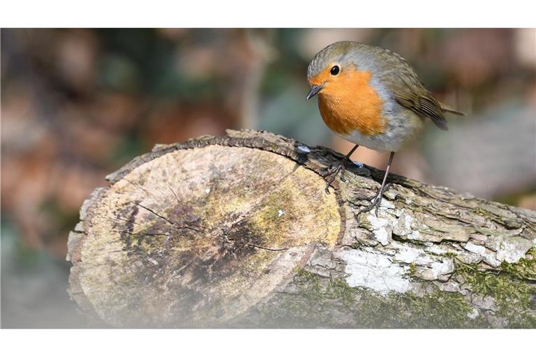 Naturnahe Futterquellen sind wichtig für Vögel wie Rotkehlchen. (Archivbild)