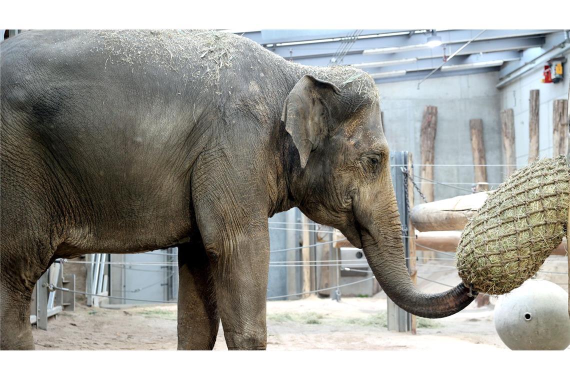 Neues Heim für Elefantenkuh Indra: Sie trifft nach 13 Jahren wieder auf ihre Mutter Saida im Karlsruher Zoo.