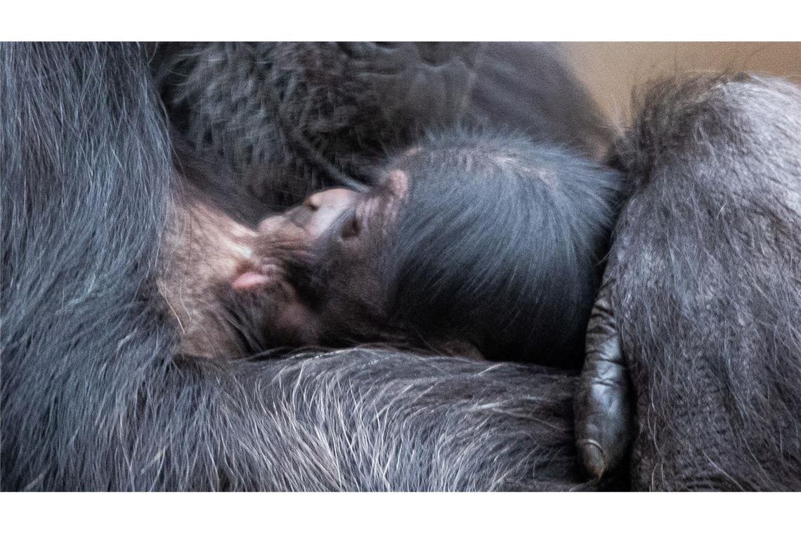 Nicht der aufrechte Gang führte ind er Evolution dazu, dass zu schweren