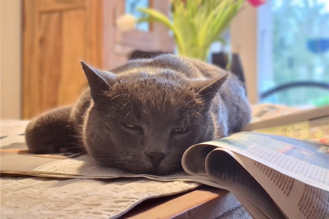 Nicht nur Barbara Bergmann und Jörg Kemmler lesen die BKZ, auch ihr Kater Junior...