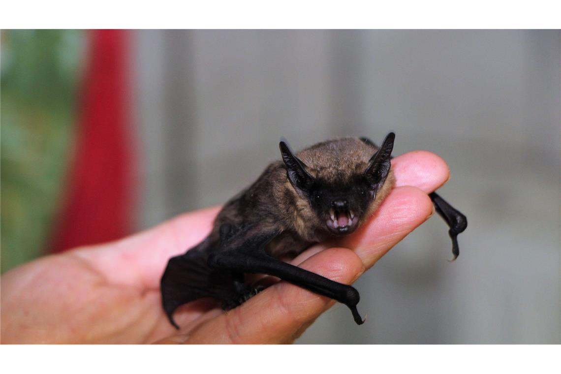 Nichtsahnend nimmt die Frau die kleine Fledermaus mit nach Hause.