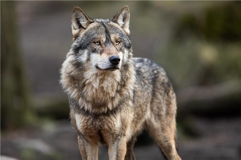 Noch ist der Wolf nicht in den Wäldern der Region angekommen. Bei einem Infoabend in Großerlach sollten Ängste der Bürgerinnen und Bürger in den Blick genommen werden, falls es mal zu Wolfssichtungen kommt. Symbolfoto: stock.adobe.com/AB Photography