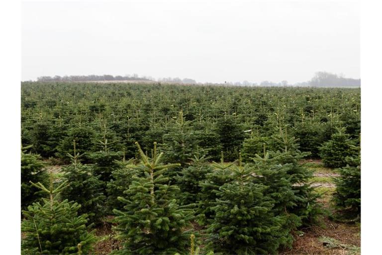 Nordmanntannen in einer Weihnachtsbaumzucht. Foto: picture alliance / Frank Molter/dpa