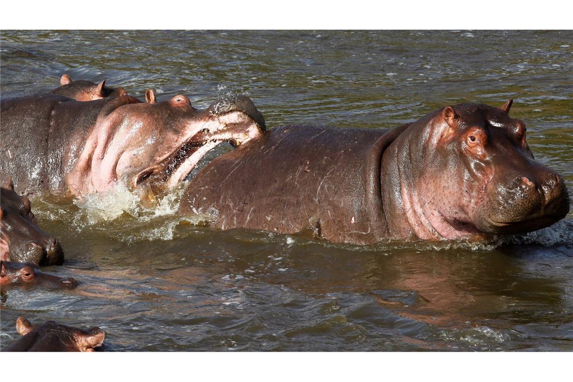 Normalerweise wirken Nilpferde wie diese in Kenia eher rundlich. (Archivbild)