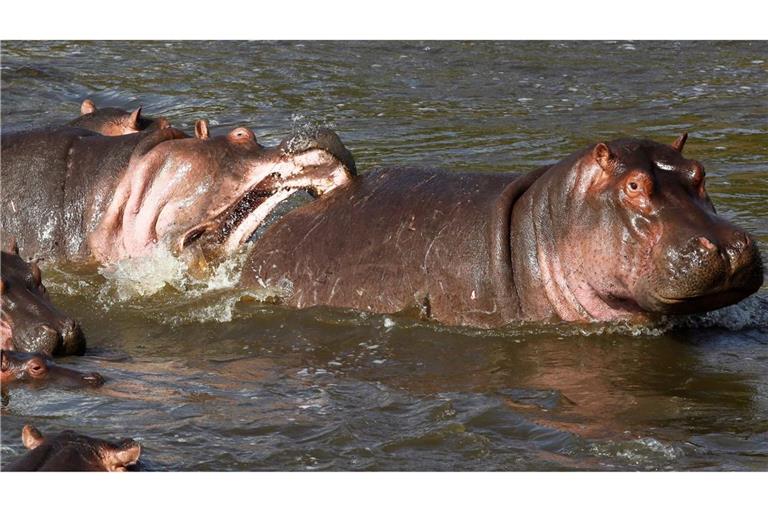 Normalerweise wirken Nilpferde wie diese in Kenia eher rundlich. (Archivbild)