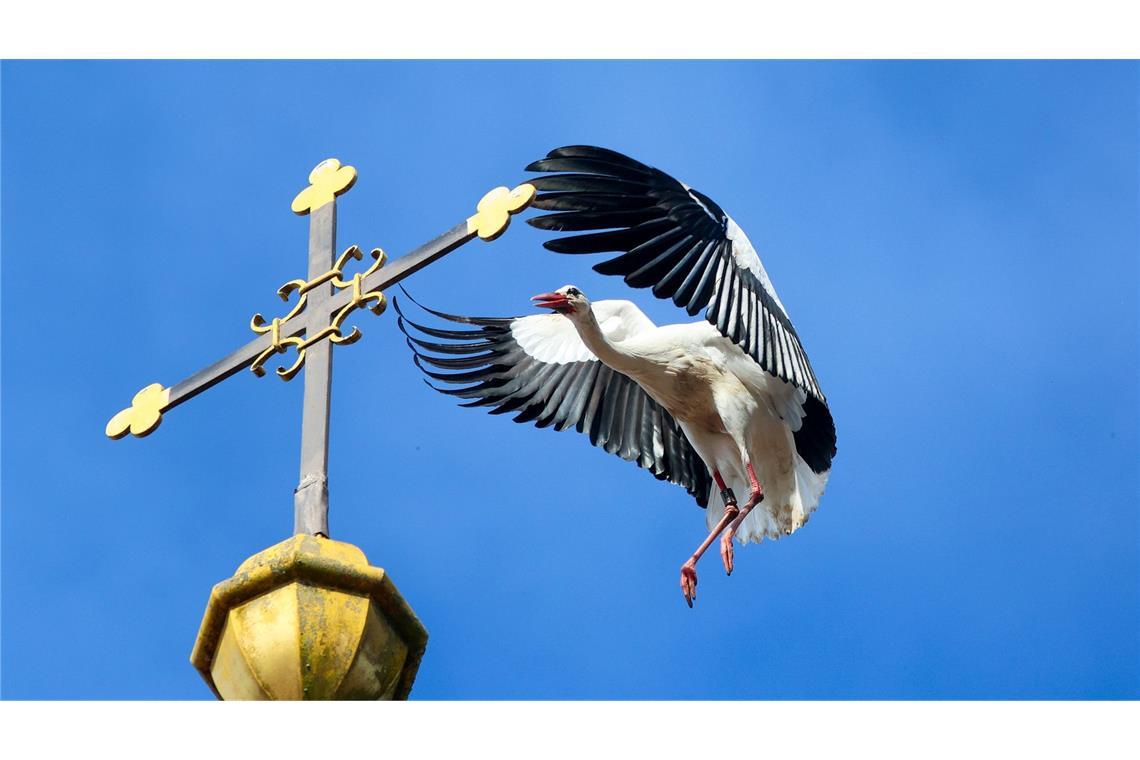 Ob er wohl das Kreuz umarmen will? Ein Storch fliegt im baden-württembergischen Riedlingen auf einen Kirchturm zu.