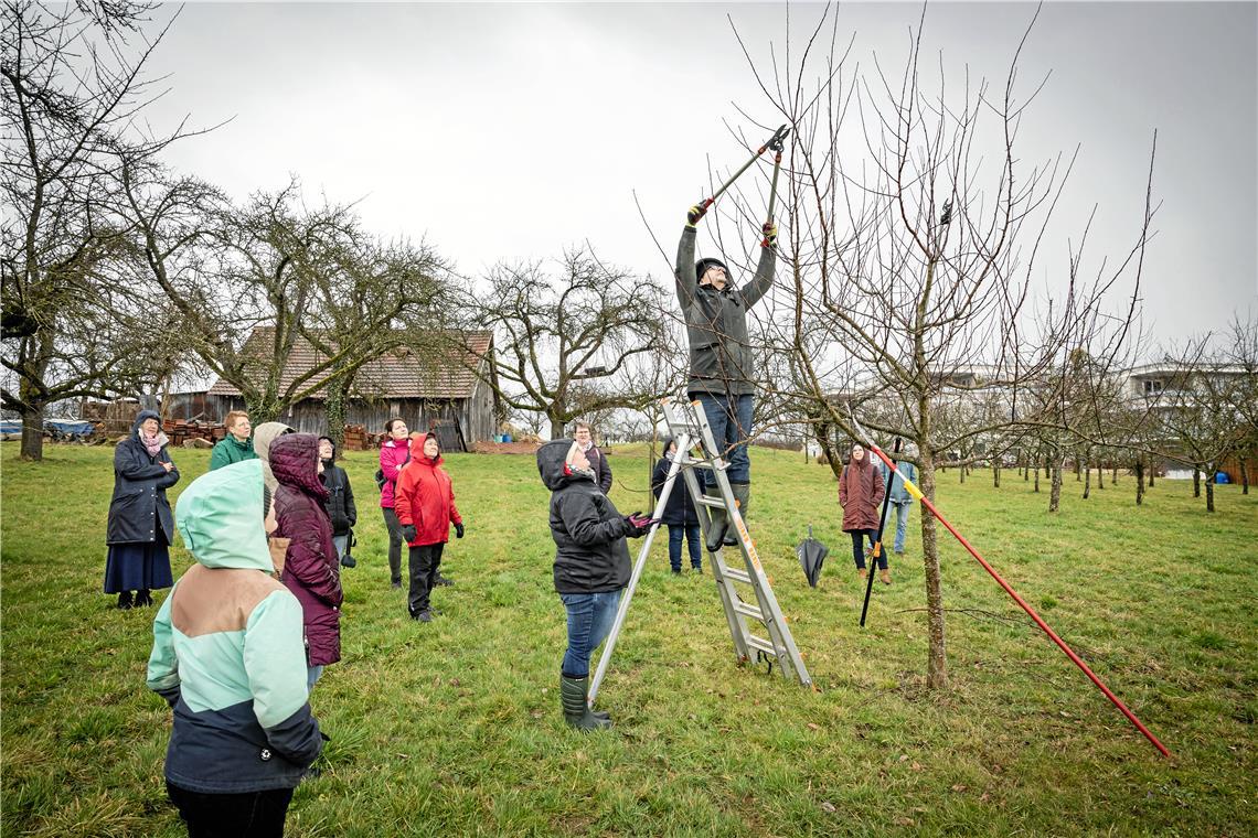 Obstbaumberater Adrian Klose demonstriert den Kursteilnehmerinnen, wie man beim Obstbaumschnitt vorgehen sollte. Foto: Alexander Becher