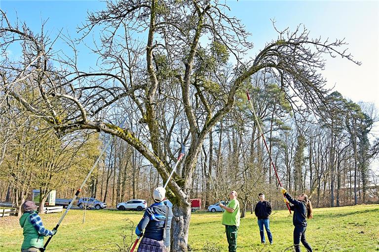 Obstbaumberater Alexander Weißbarth (grünes T-Shirt), Bürgermeisterin Welte-Hauff (rechts) und weitere Helfer rücken den Misteln zu Leibe. Fotos: Tobias Sellmaier