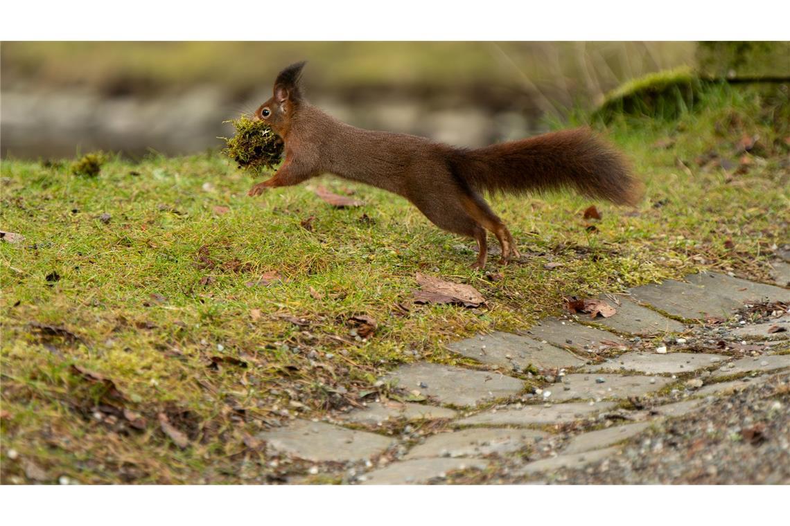 Ohne Moos nix los und Dämmung hilft! Ein Eichhörnchen springt im Schlosspark in Donaueschingen über einen Weg und hat dabei einen Ballen Moos in der Schnauze. Damit wird es wohl seinen Kogel polstern.