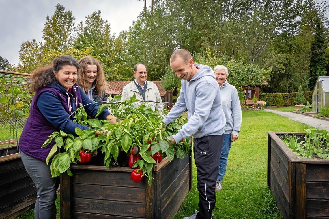 Oksana und Nicole Salis (von links) ganzer Stolz ist aktuell die Paprikapflanze im Hochbeet. Der Vereinsvorsitzende der Gartenfreunde Backnang, Hans-Peter Winkler (Mitte), freut sich mit Eugen Sali und Oksanas Mutter Ludmila über eine reiche Ernte. Fotos: Alexander Becher