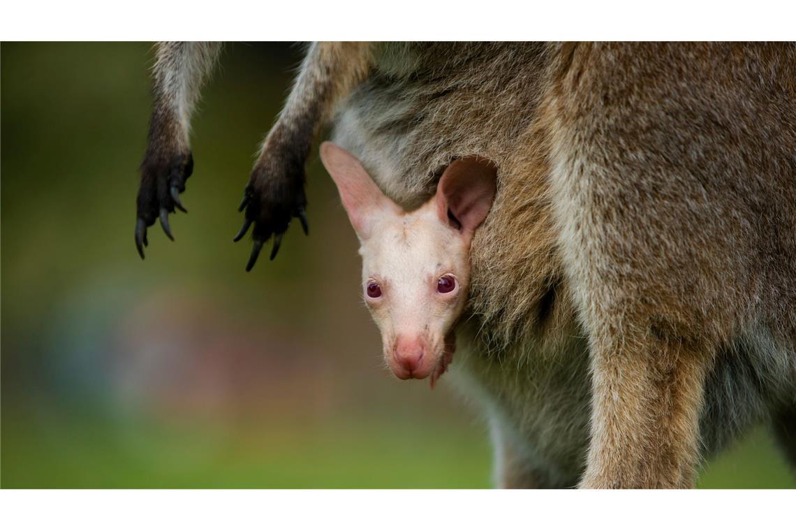 Olaf verzaubert Besucher des Tierparks südlich von Sydney.