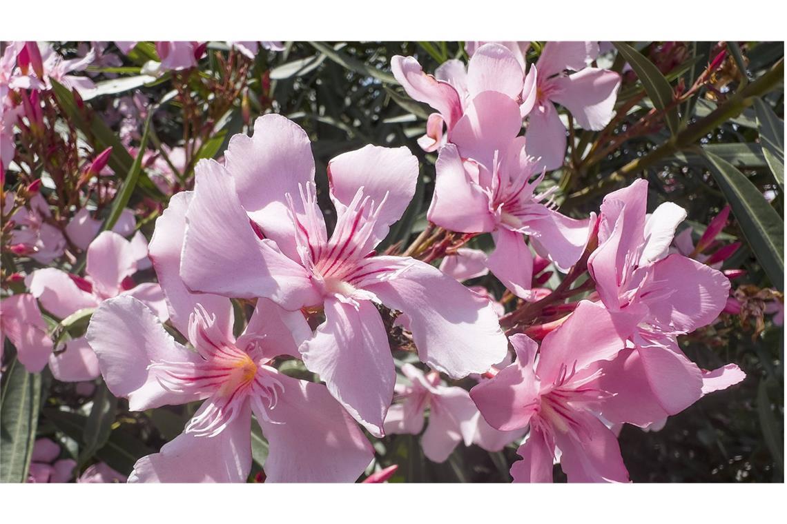 Oleander (Nerium Oleander): Der wunderschöne Rosenlorbeer ist giftig und gehört zu den Hundsgiftgewächsen. Er wächst im Mittelmeerraum, dem Nahen und Mittleren Osten, in Indien und China. Oleander wird auch in Deutschland als Kübelpflanze geschätzt. Die Pflanze enthält das giftige Oleandrin, das zu Übelkeit, Erbrechen und Durchfall bis hin zu Herzbeschwerden, Schläfrigkeit und Muskelzittern führen kann. Vergiftungen mit Oleandrin können tödlich verlaufen.