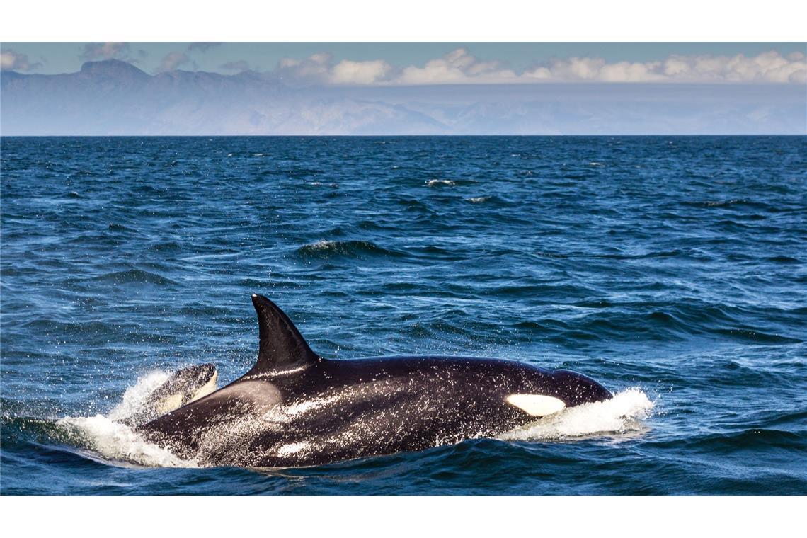 Orca vor Südafrika: Nun wurde beobachtet, wie ein einzelner Orca einen Weißen Hai getötet hat. (Symbolfoto)