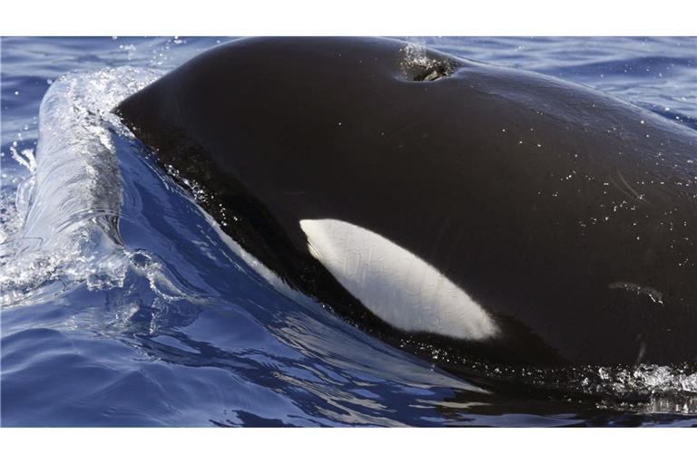 Orcas sind hochintelligente Tiere