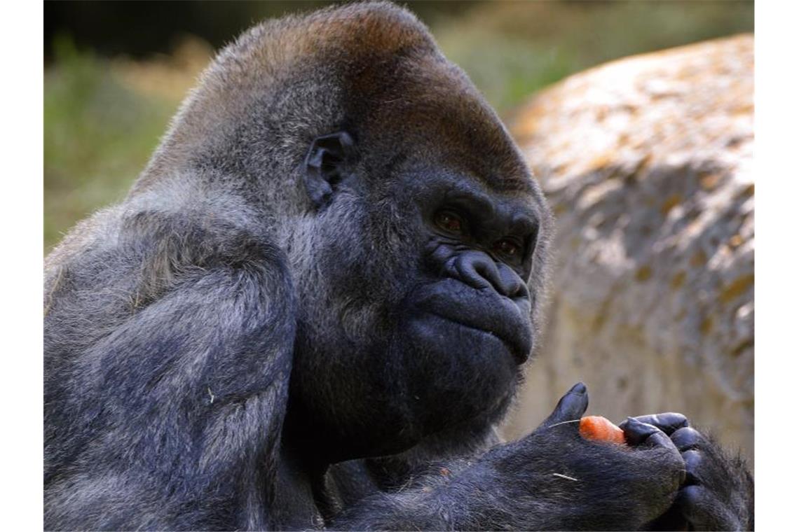 Ältester männlicher Gorilla der Welt in den USA gestorben Ozzie, ein Westlicher Flachlandgorilla, wurde am 24. April 1961 in freier Wildbahn in Afrika geboren. Foto: Erik S. Lesser/EPA/dpa
