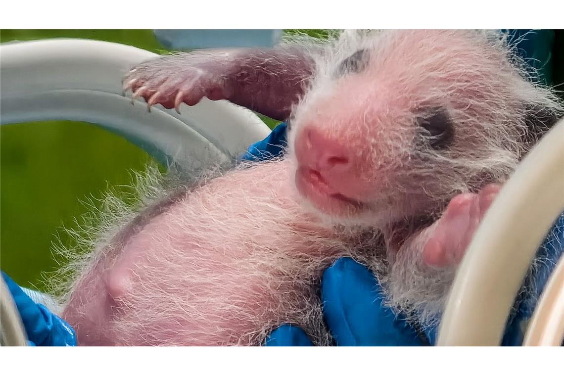 Panda-Nachwuchs: Ein Jungtier des Großen Pandas wird im Chimelong Safari Park in Guangzhou in der südchinesischen Provinz Guangdong untersucht. Mengmeng, das älteste der weltweit einzigen überlebenden Panda-Drillinge, hat am 18. Juni dieses Jahres in Chimelong ein weibliches Jungtier zur Welt gebracht