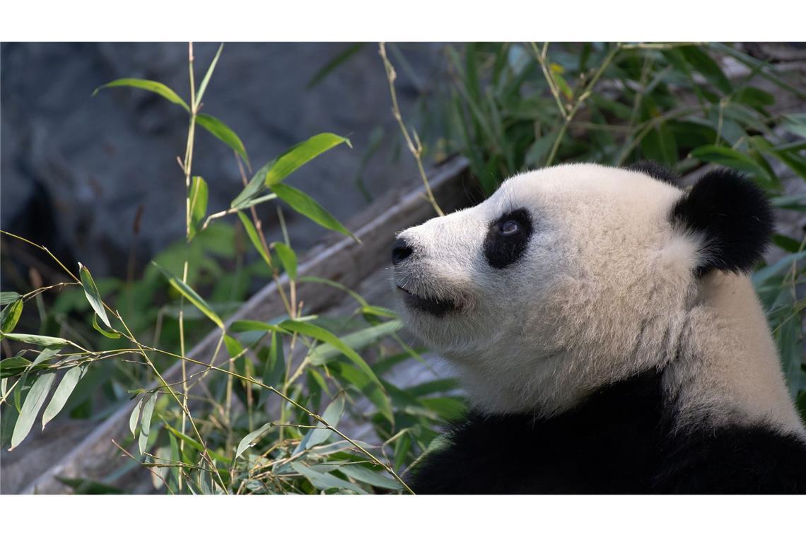 Panda-Weibchen Meng Meng soll wieder Mutter werden.