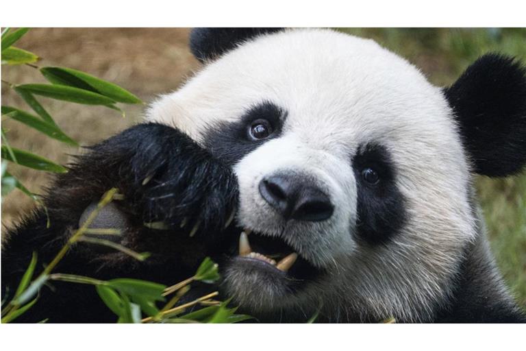 Pandas sind in den Zoos aller Welt die Lieblinge der Besucher. Das macht sich China auch politisch zunutze.