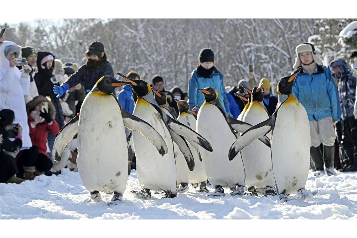 Parade der Pinguine in Hokkaido (Japan)