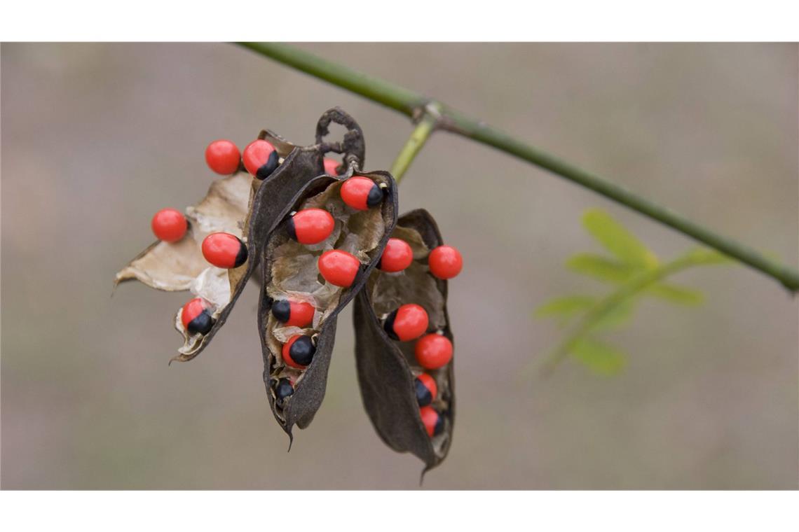 Paternostererbse (Abrus precatorius): In den gesamten Tropen ist diese aparte Pflanze verbreitet. Die rot-schwarzen Samen sind giftig, dennoch werden sie getrocknet als Halsschmuck verwendet. Wer darauf herumkaut, nimmt das Eiweiß Abrin zu sich, das zu den tödlichsten Giften gehört. Vergiftungen mit Abrin führen zu einem beschleunigten Pulsschlag, Koliken, Durchfall, Erbrechen und Tremor. Todesursache sind in der Regel Nieren-, Herzversagen und Atemlähmung.