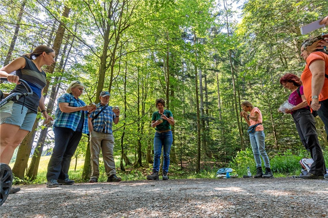 Unterwegs im Wunderwerk Wald Petra Klinger (Mitte) demonstriert anhand von Birkenstammscheiben die Wasseraufnahme der Bäume. Foto: Alexander Becher