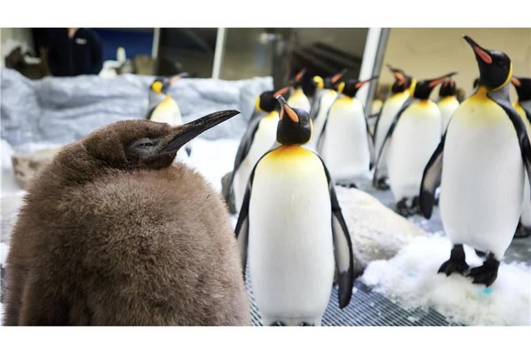 Pinguin-Baby Pesto ist schon jetzt der größte Pinguin aller Zeiten in dem im Jahr 2000 eröffneten Aquarium.