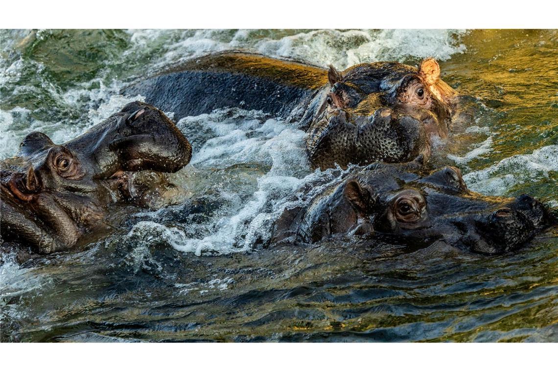 Planschende Giganten: Flusspferde erobern Hippo Bay im Berliner Zoo