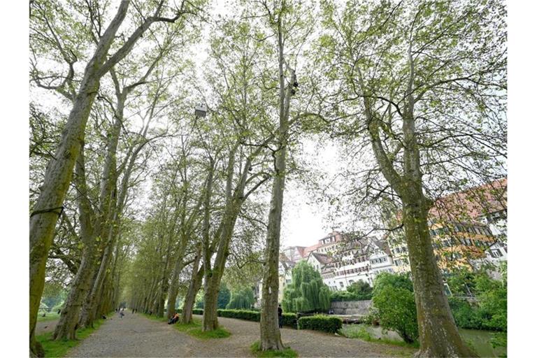 Platanen stehen in einer Allee auf der Neckarinsel in Tübingen. Foto: Bernd Weißbrod/dpa/Archivbild