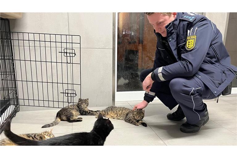 Polizeibeamter besucht die vier Babykatzen im Tierheim.