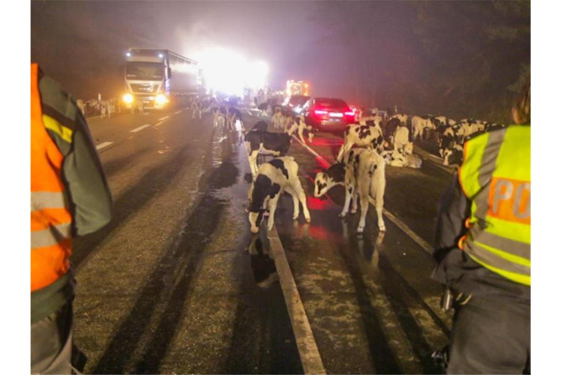 Fahrer von Transporter bemerkt Brand und rettet 176 Kälber Polizisten stehen auf einer Bundesstraße vor Kälbern. Foto: Aaron Klewer/Einsatz-Report24/dpa