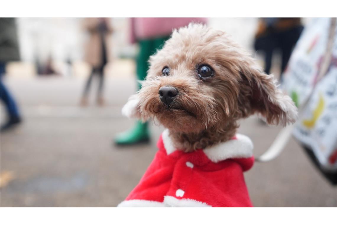 Poppy trug ein Weihnachtsmäntelchen.