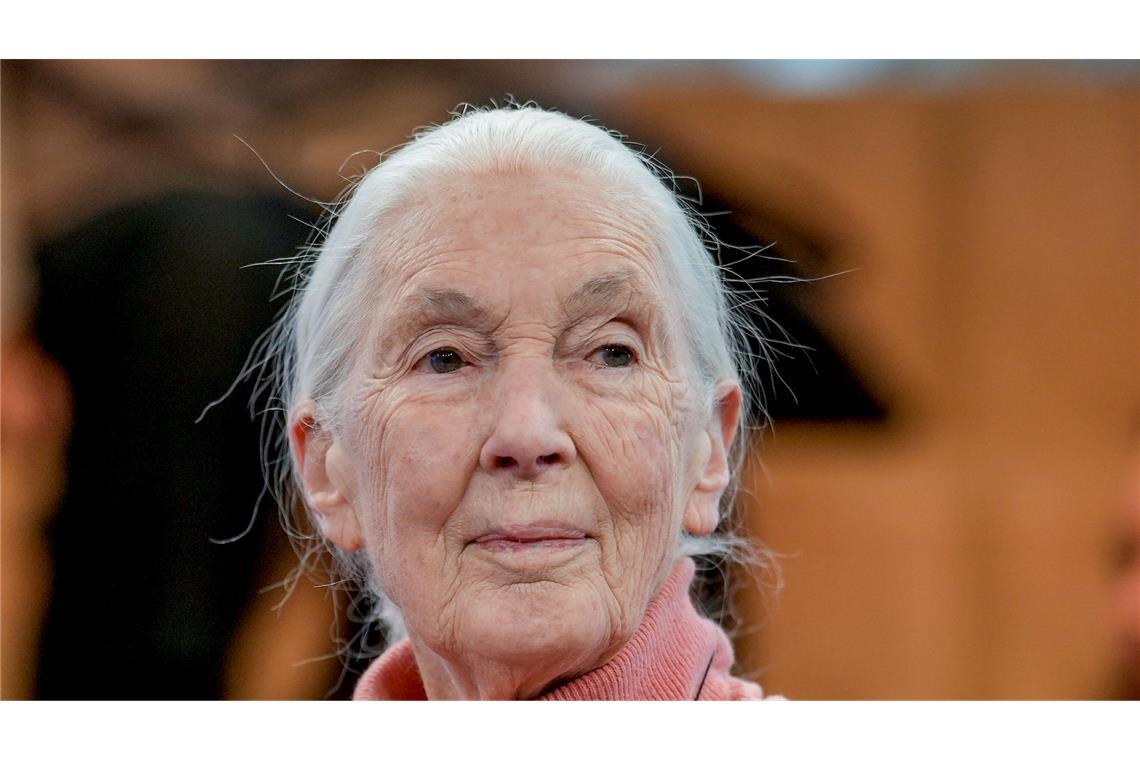 Primatenforscherin und Anthropologin Jane Goodall feiert ihren 90. Geburtstag.