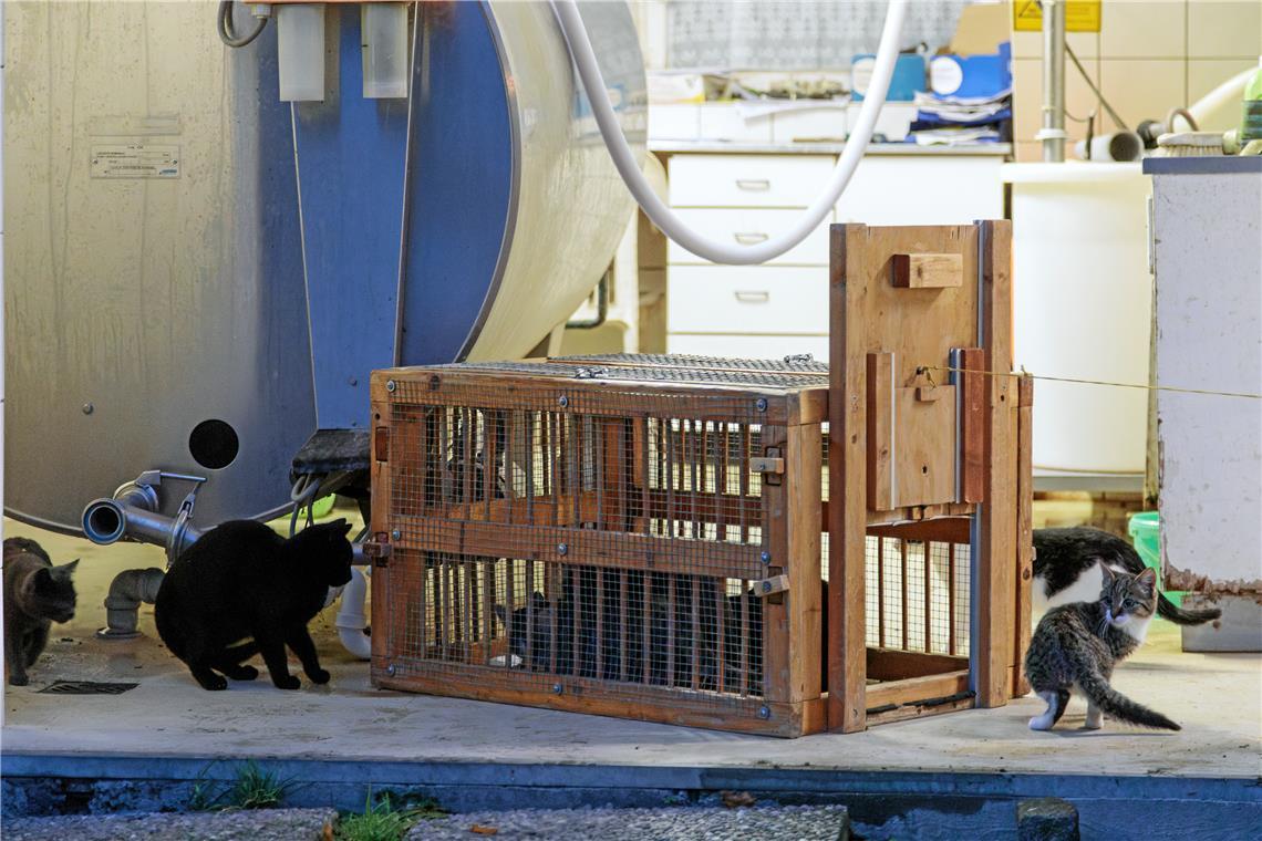 Private Katzenhilfen fangen frei laufende Katzen ein, um sie kastrieren zu lassen. Nur so lässt sich die Katzenpopulation ohne Besitzer und festes Zuhause auch langfristig eindämmen. Archivfoto: Stefan Bossow